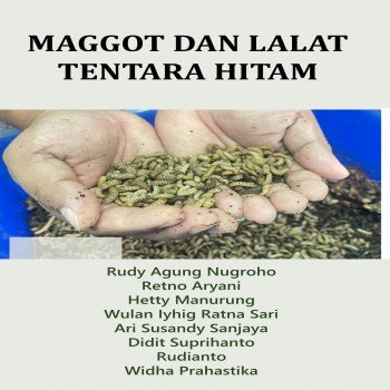 MAGGOT DAN LALAT TENTARA HITAM
